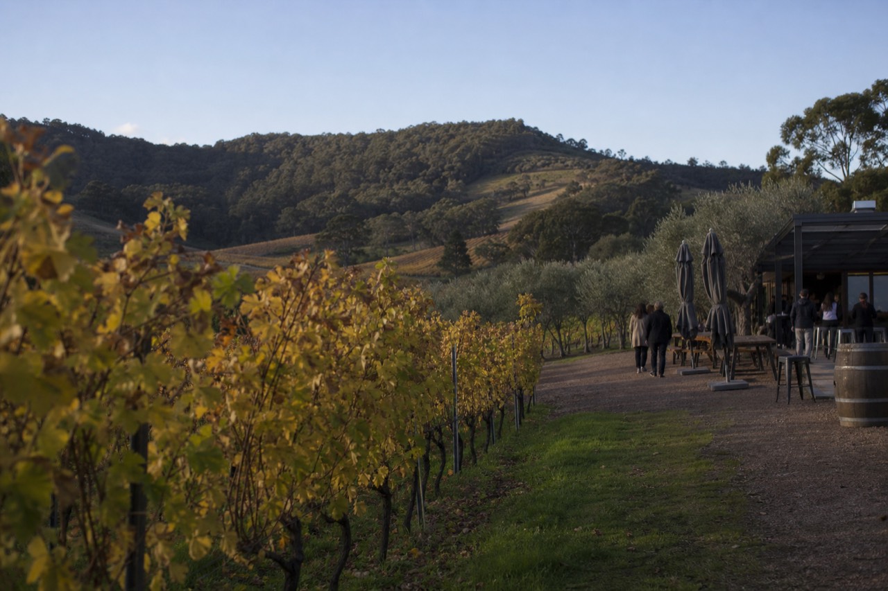 Vineyard rows in warm autumn color under a clear sky with rolling hills behind, late afternoon light, no text, no logos, no faces