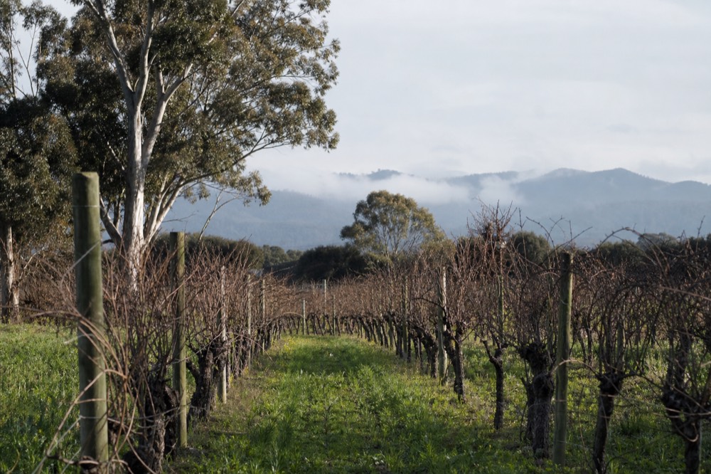 Bare winter vineyard rows under soft grey light with green cover crop between the rows and misty hills, no text, no logos, no people