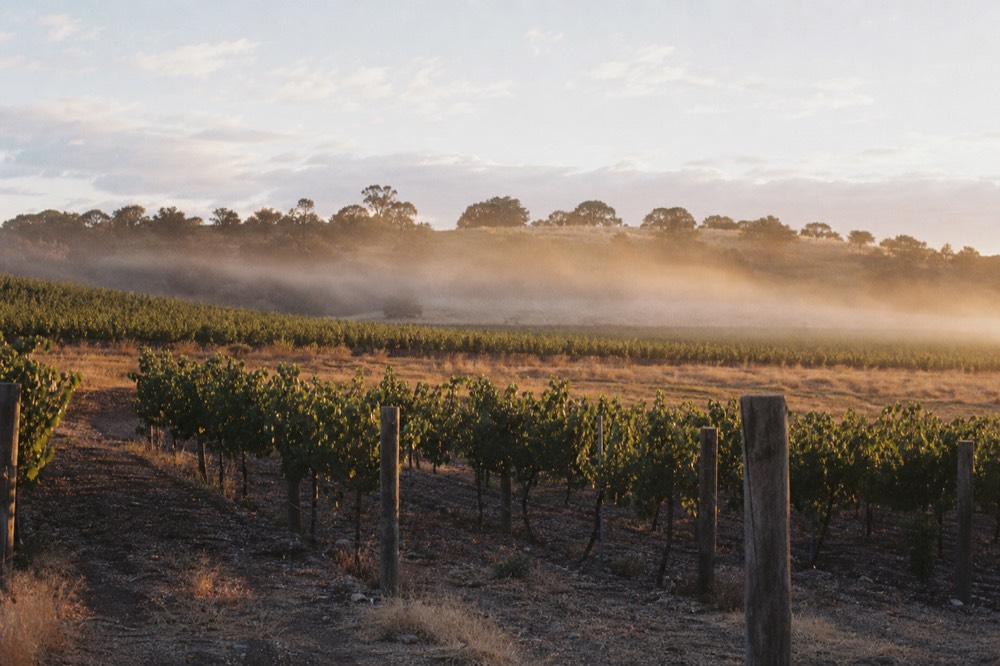 Gravelly benchland vineyard rows with a low hillside behind at golden hour, no text, no logos, no people