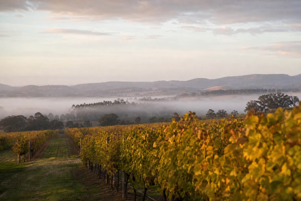 Cooler southern vineyard rows under low morning fog with soft hills behind, no text, no logos, no people