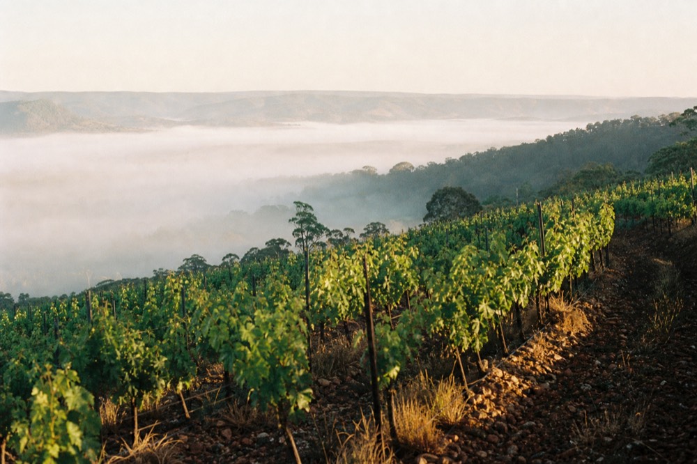 Steep hillside vineyard rows on rocky mountain soil above a fog-filled valley at dawn, no text, no logos, no people
